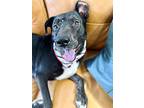 Baker Walker, Labrador Retriever For Adoption In Marysville, Washington