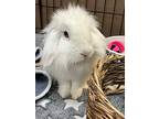 Oswald, Lop-eared For Adoption In Chino, California