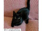 Emma, American Shorthair For Adoption In Westwood, New Jersey