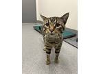 Tiger, Domestic Shorthair For Adoption In Sheboygan, Wisconsin