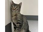 Muffin, Domestic Shorthair For Adoption In Sheboygan, Wisconsin