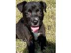 Socks, Border Terrier For Adoption In Dover, Maine