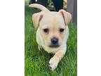 Leopold, Terrier (unknown Type, Small) For Adoption In Eugene, Oregon