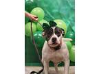 Cleo, American Pit Bull Terrier For Adoption In Pottsville, Pennsylvania