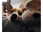 Atticus In Houston, Jack Russell Terrier For Adoption In Seguin, Texas
