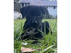 Ariel, Labrador Retriever For Adoption In Crescent City, Florida