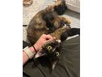 Blanche, Domestic Longhair For Adoption In Gravette, Arkansas