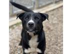 Jet, Golden Retriever For Adoption In Manchester, Missouri