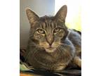 Starr - Available, Domestic Shorthair For Adoption In Stanwood, Washington