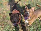 Russ, Labrador Retriever For Adoption In Xenia, Ohio