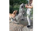 Nyxxi (turkey) Kt - Poss Flgt Nov 19, Glen Of Imaal Terrier For Adoption In
