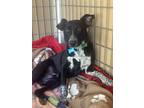 Ace, Rat Terrier For Adoption In Acton, California