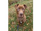 Finnegan, American Staffordshire Terrier For Adoption In Edmonton, Alberta