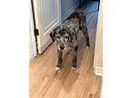 Charleston, Labrador Retriever For Adoption In Evergreen, Colorado
