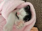 Loverboy, Domestic Shorthair For Adoption In Garden City, Michigan