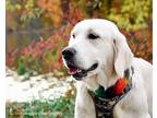 Bowie, Golden Retriever For Adoption In Garden City, Michigan