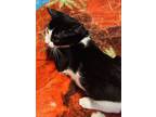 Bismark, Domestic Shorthair For Adoption In Jackson, Georgia