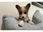 Cuttie B