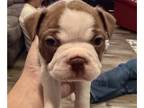Boston Terrier PUPPY FOR SALE ADN-842416 - Ellies last