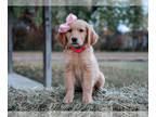 Golden Retriever PUPPY FOR SALE ADN-842391 - Ivy Registered Golden Retriever