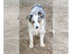 Miniature Australian Shepherd PUPPY FOR SALE ADN-842375 - Blue Merle F