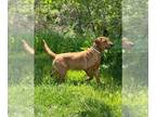 Labrador Retriever PUPPY FOR SALE ADN-842359 - AKC Pointing Copper