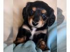 Dachshund PUPPY FOR SALE ADN-842341 - Miniature Dachshund