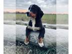 Bernese Mountain Dog PUPPY FOR SALE ADN-842337 - Dexter