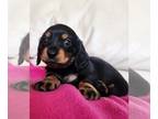 Dachshund PUPPY FOR SALE ADN-842335 - Miniature Dachshund