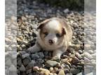 Aussie-Corgi PUPPY FOR SALE ADN-842280 - Auggies