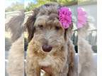 Aussiedoodle PUPPY FOR SALE ADN-842273 - Aussiedoodle puppy