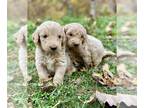 Goldendoodle PUPPY FOR SALE ADN-842256 - CKC Registered Goldendoodles