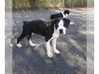 Boxer PUPPY FOR SALE ADN-842255 - Beautiful female boxer puppies