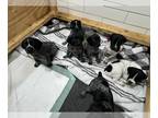 German Shorthaired Pointer PUPPY FOR SALE ADN-842236 - AKC German Shorthaired