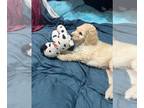 Poodle (Standard) PUPPY FOR SALE ADN-842420 - Standard Poodle Puppies for Sale