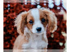 Cavalier King Charles Spaniel-Cavapoo Mix PUPPY FOR SALE ADN-842385 - Sawyer