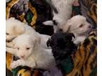 Poodle (Miniature) PUPPY FOR SALE ADN-842380 - Cute puppies