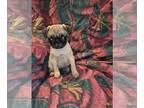 Pug PUPPY FOR SALE ADN-842348 - Pug puppy