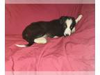 Border Collie PUPPY FOR SALE ADN-842343 - Border Collie puppies