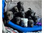 Labradoodle PUPPY FOR SALE ADN-842291 - Labradoodle Puppies
