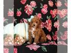 Poodle (Toy) PUPPY FOR SALE ADN-842421 - Beautiful Toy Poodle Puppy