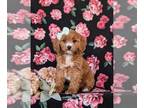 Cavapoo PUPPY FOR SALE ADN-842418 - Beautiful Cavapoo Puppy