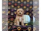 Cock-A-Poo PUPPY FOR SALE ADN-842405 - Adorable Mini Cockapoo Puppy
