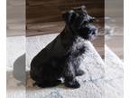 Schnauzer (Miniature) PUPPY FOR SALE ADN-842402 - Minature Schnauzers ready for