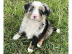 Miniature Australian Shepherd PUPPY FOR SALE ADN-842398 - Mini Australian