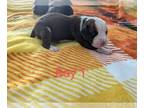 Boxer PUPPY FOR SALE ADN-842390 - FULL BLOODED BOXER PUPPIES