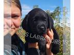 Labrador Retriever PUPPY FOR SALE ADN-842388 - READY NOW male Labrador Puppy