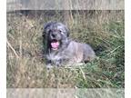 Great Pyrenees PUPPY FOR SALE ADN-842379 - LGD Great Pyrenees Puppy