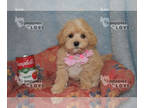 Maltipoo PUPPY FOR SALE ADN-842374 - HOLD CARRIE