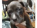 American Pit Bull Terrier PUPPY FOR SALE ADN-842373 - Baby girl